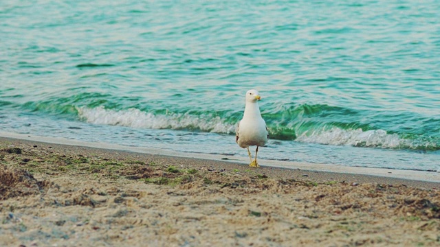 海滩上的海鸥。视频素材