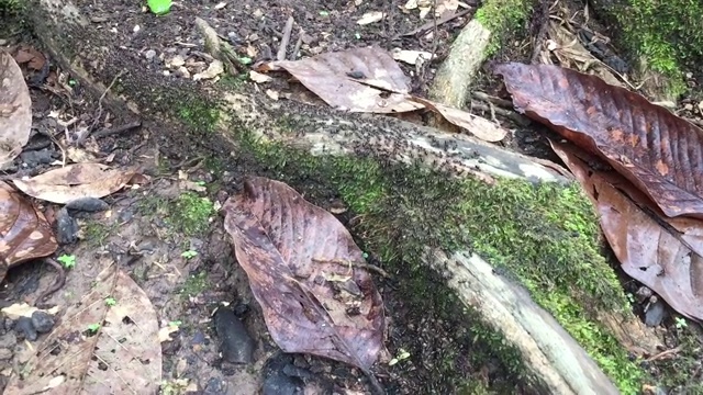 近距离鸟瞰图黑蚁群和卵移动在地面上的黑蚁寄生树干在热带气候视频素材