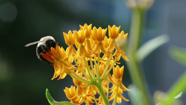 蜜蜂和蝴蝶在花园里给花授粉。视频素材