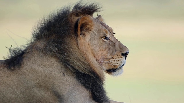 一只雄性非洲狮的肖像视频下载