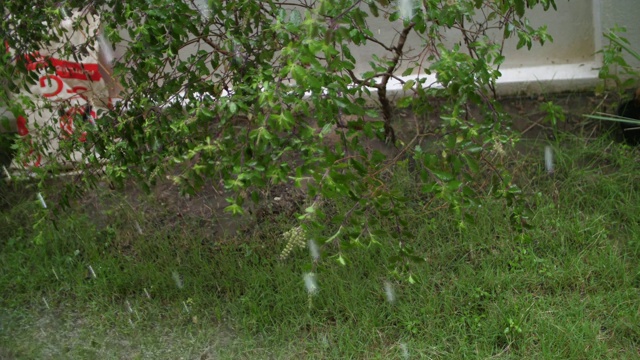 雨和草视频素材