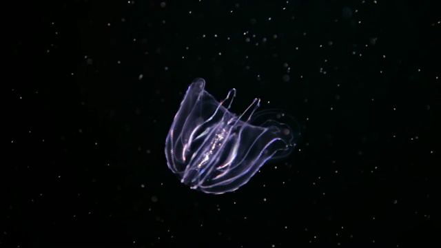 有疣的栉水母(海胡桃)在黑色背景下缓慢移动水下。视频素材