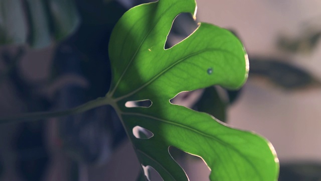 怪物树叶中的珍珠的循环定格动画视频素材