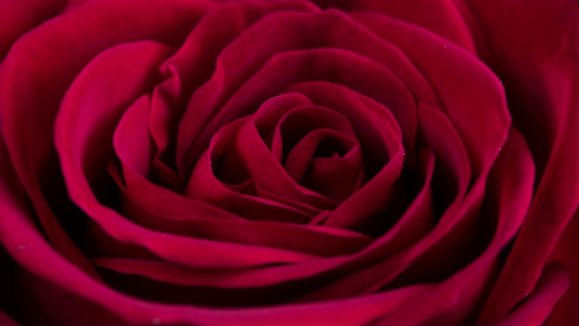 美丽盛开的红玫瑰特写视频素材