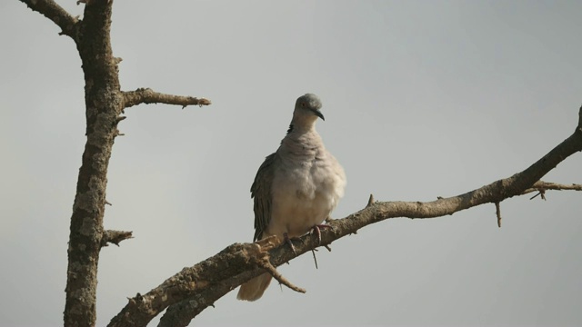 180p慢镜头拍摄一只哀鸣的鸽子在塔兰吉梳理它的前面视频下载