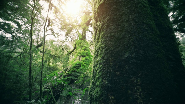 热带雨林的树木，云的诞生视频下载