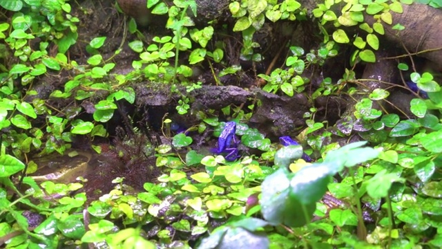 奇异的蓝色毒蛙在潮湿的雨林视频素材