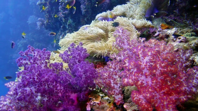 壮丽的海葵，小丑鱼和紫色的翡翠珊瑚视频下载