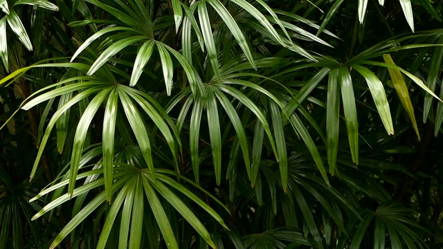 明亮多汁异国情调的热带绿色丛林森林赤道气候。背景有不寻常的植物叶子摇曳。自然质地，多汁的叶子。阳光照在棕榈叶上。视频素材