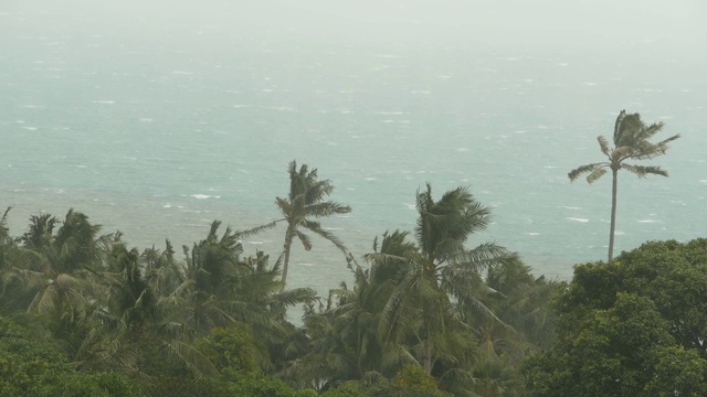 海滨景观在自然灾害飓风期间。强烈的旋风使椰子树摇摆。强热带风暴，自然力量，气候变化，台风海岸在雨季。视频下载