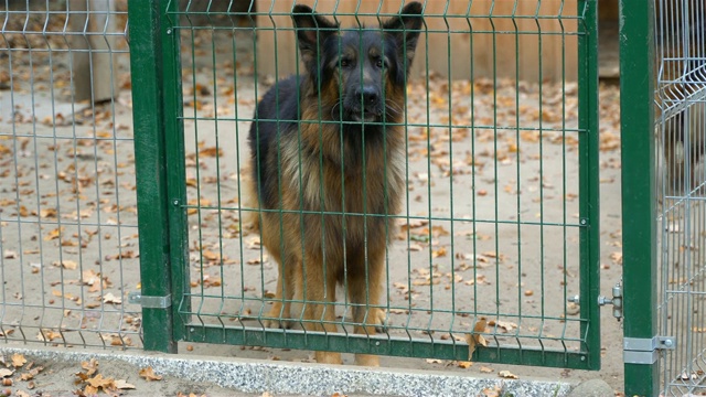 一只狂吠的、愤怒的、棕色的、危险的大狗从篱笆后面走过。狗在大声地叫。视频下载