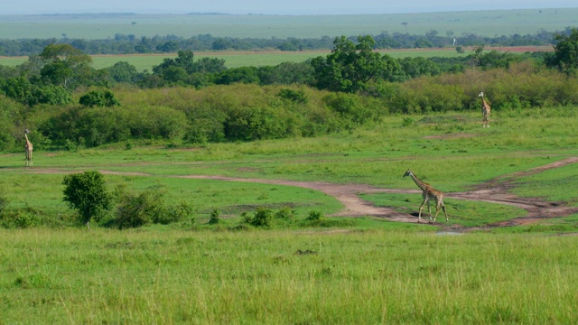 行走在萨凡纳，马赛马拉，肯尼亚，非洲的马赛长颈鹿视频素材
