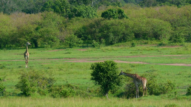 在非洲肯尼亚马赛马拉的萨凡纳散步的马赛长颈鹿视频素材