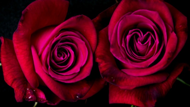美丽盛开的红玫瑰镜头蒙太奇视频素材