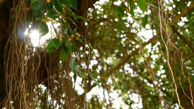 大印度榕树的褐色的长气生根在阳光和风中垂下来。绿叶带着黄色的果实和虚掩，模糊了复制空间。自然的抽象背景。热带丛林森林。视频素材