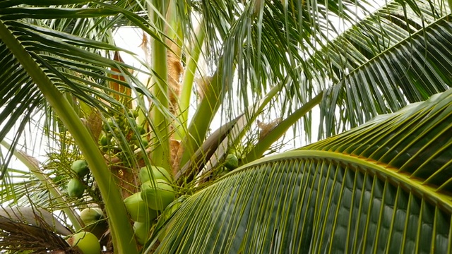 特写的异国情调的绿色棕榈树叶与一簇年轻的新鲜的圆形椰子水果与牛奶里面。自然的纹理。热带的象征。夏天常绿植物。健康的有机素食。视频素材