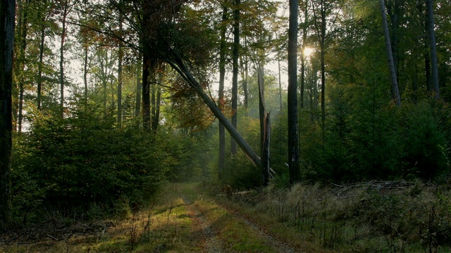 阳光明媚的早晨森林小径，维尔布伦，Michelstadt，奥登瓦尔德，德国黑塞视频素材