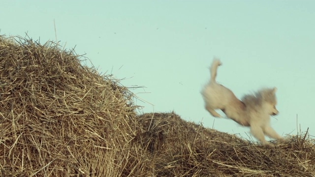 一只有趣的小狗在跳。视频素材