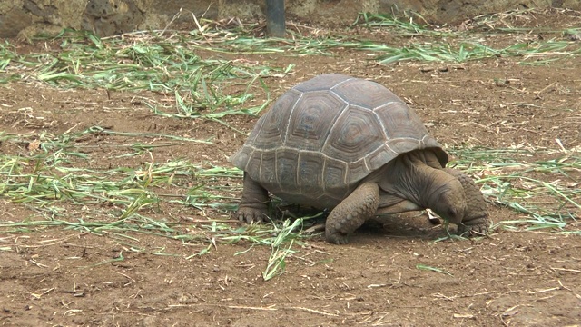 草地上的一只巨龟。视频素材
