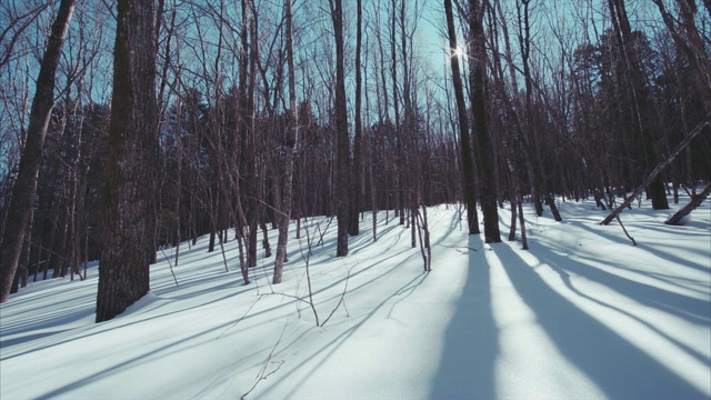 美丽的冬天无叶森林的缓慢滑动视图。阳光明媚的晴天视频素材