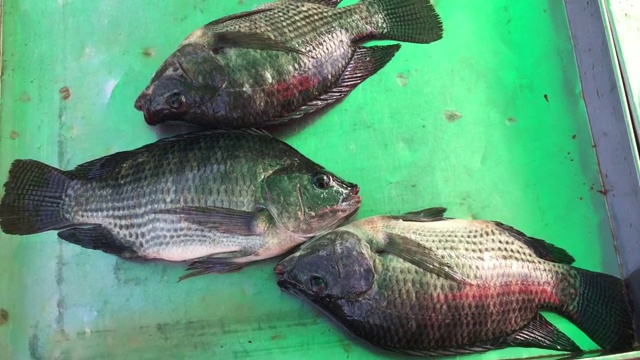 泰国市场的新鲜罗非鱼视频素材