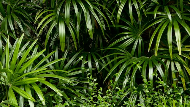 明亮多汁异国情调的热带绿色丛林森林赤道气候。背景有不寻常的植物叶子摇曳。自然质地，多汁的叶子。阳光照在棕榈叶上。视频素材