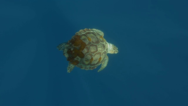 赤蠵龟潜入深海视频素材