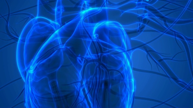 人类心跳解剖学视频素材