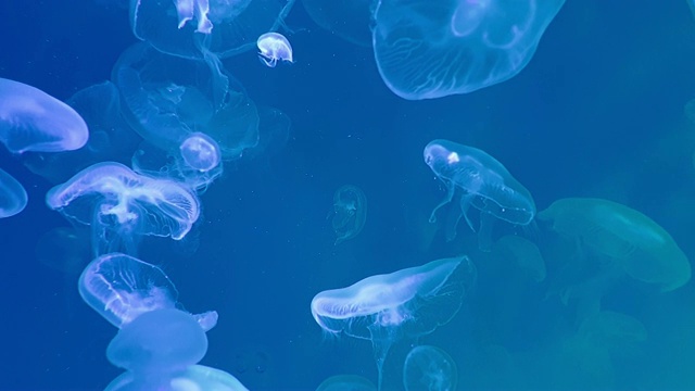 水母群在黑暗的水下世界的海洋动物视频素材