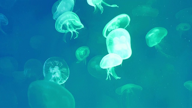 水母群在黑暗的水下世界的海洋动物视频下载