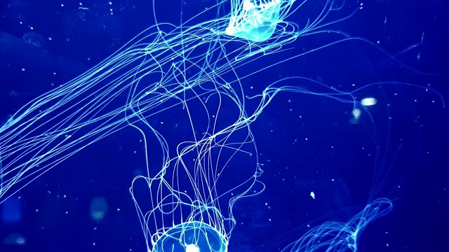 盒子水母在黑暗的水下世界的深海动物视频素材