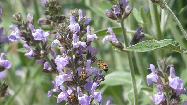 慢镜头/蜜蜂给一朵紫色的鼠尾草花授粉视频下载