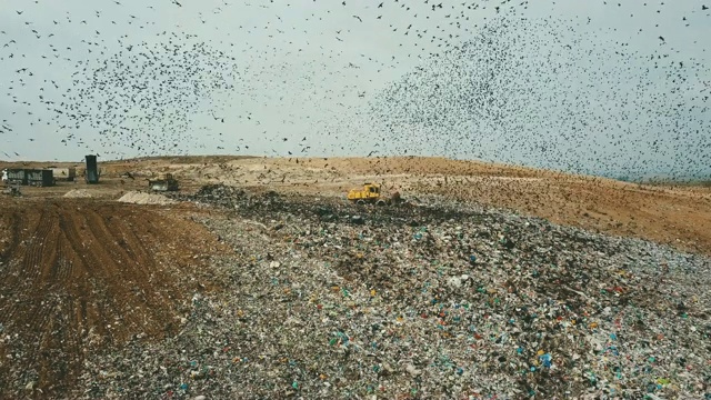 鸟瞰图-以色列南部，数千只椋鸟飞向照相机/ Duda'im垃圾场视频素材