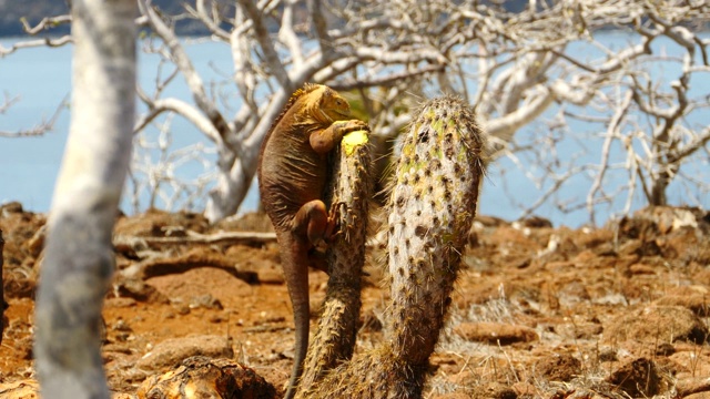 加拉帕戈斯群岛的鬣蜥在吃仙人掌视频下载