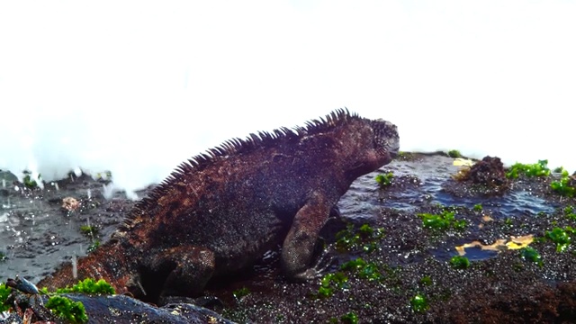 加拉帕戈斯群岛岩石上的鬣蜥视频下载