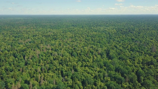 鸟瞰图无尽的原始自然森林/Białowieża国家公园，波兰视频下载