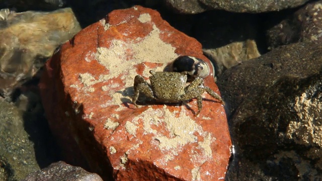 孤独的寄居蟹在红海附近的石头表面爬行视频素材