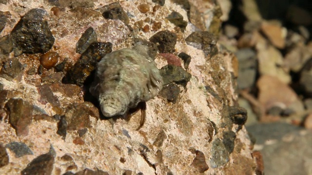 孤独的寄居蟹在红海附近的石头表面爬行视频素材