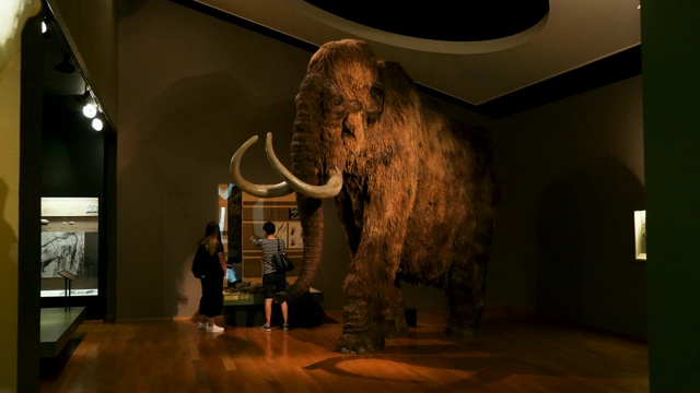 自然历史博物馆内部与猛犸，游客，展览，自然/巴塞尔，瑞士视频素材