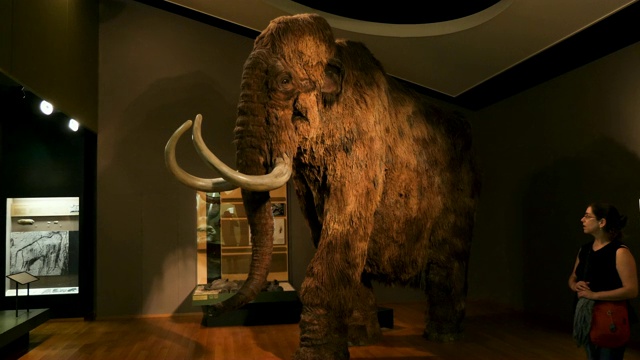 自然历史博物馆内部与猛犸，游客，展览，自然/巴塞尔，瑞士视频素材