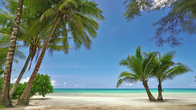 热带海滩，棕榈树，度假视频素材