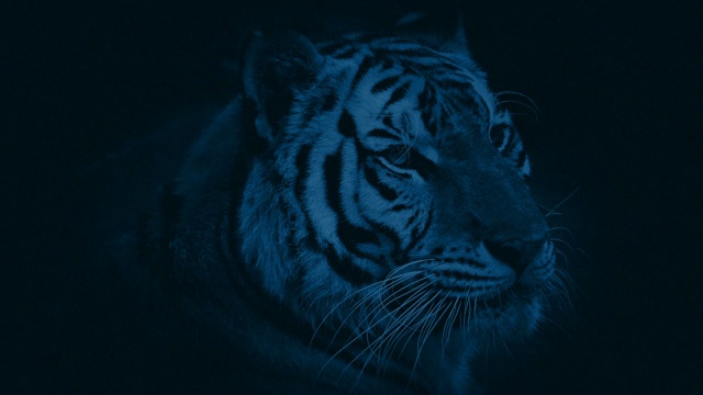 老虎在夜里咆哮视频下载