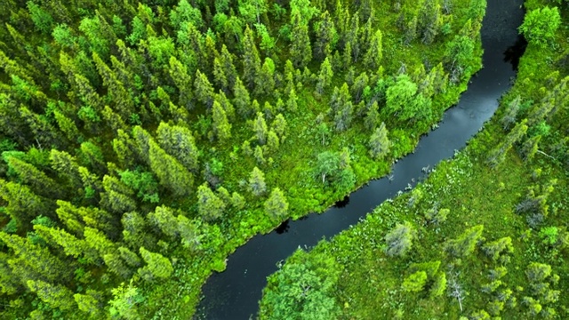 森林中河流的高角度视图-拉普兰，瑞典视频下载
