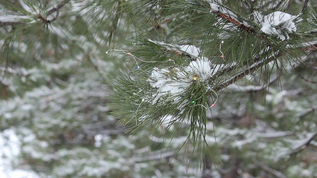 在森林里，一个年轻的女孩装饰松树的树枝或树木。降雪。圣诞节和新年即将来临。侧视图。视频素材