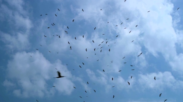 天空中的鸟视频素材