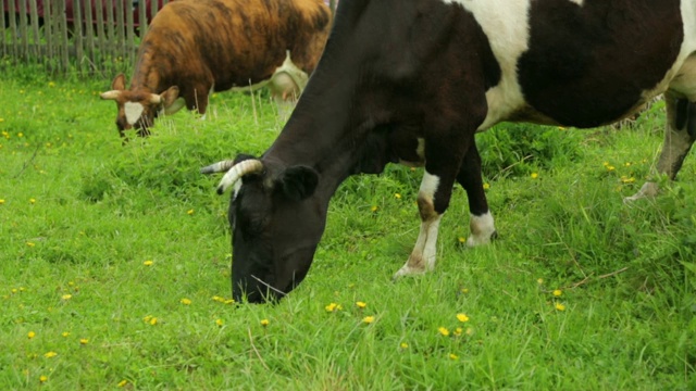 在田里吃草的牛视频下载