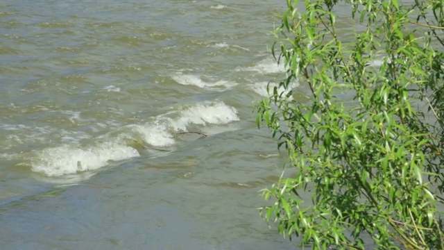 河边的柳树视频下载