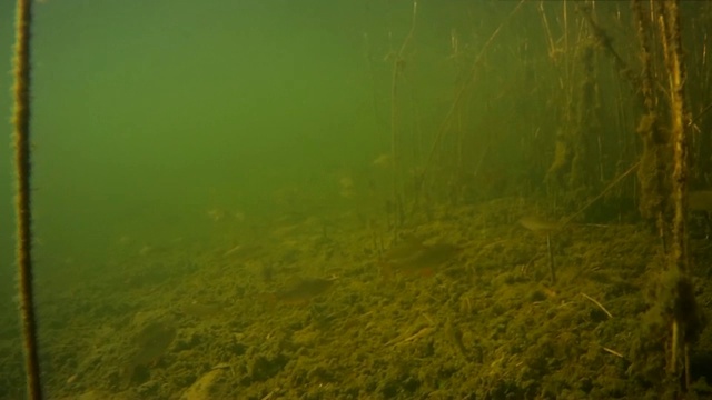 水下的一群淡水鱼视频素材