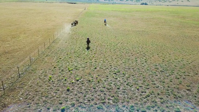 农场，田野，牛仔和女牛仔，马和牛在日出视频素材