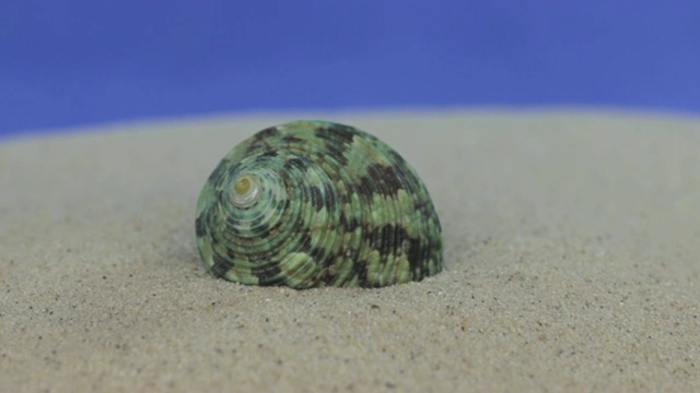 接近躺在沙滩上的贝壳。孤立的视频素材